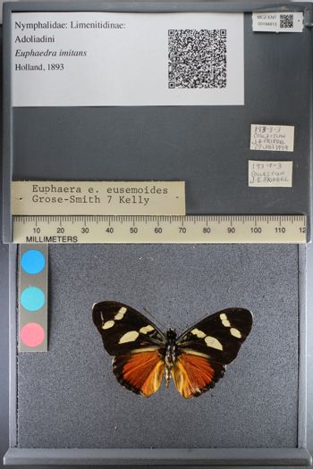Media type: image;   Entomology 194813